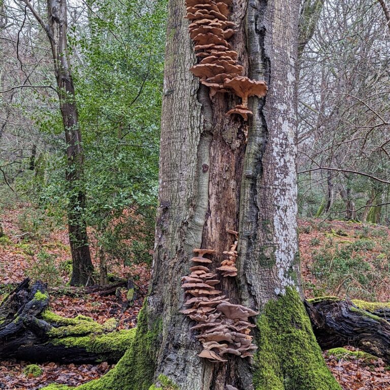 Elementor #12187 Zaliwana Accessories